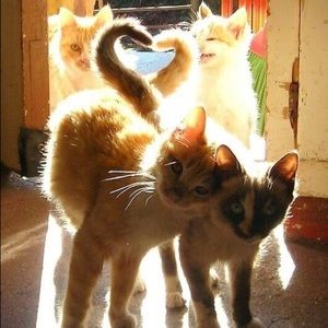 Meet your Posher, Norma